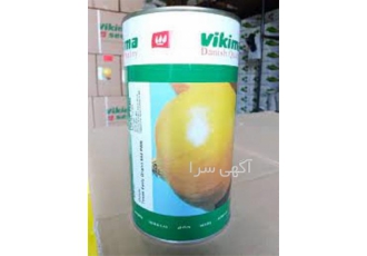 فروش بذر پیاز روز کوتاه طلایی ویکیما در بوشهر بذر پیاز روز کوتاه طلایی