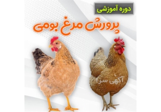 دوره آموزشی پرورش مرغ بومی گوشتی