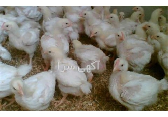 فروش جوجه مرغ گوشتی طیور در تهران فروش جوجه مرغ گوشتی فروش جوجه مرغ