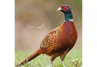 کلاس آموزش پرورش قرقاول با مدرک در تهران آموزشگاه راشا افق برگزار می