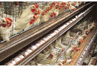 دوره آموزش پرورش مرغ تخم گذار همراه با مدرک در تهران دوره آموزش پرورش