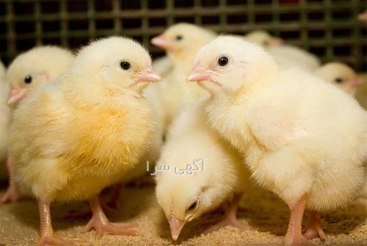 آگهی های کشاورزی و دامداری - شهرکرد