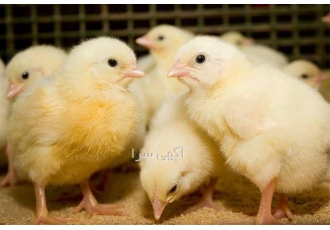 جوجه‌های گوشتی راس در سن یک روزه با کیفیت عالی و قیمت مناسب