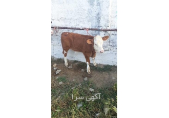 فروش گوساله سیمینتال در همدان فروش گوساله گوشتی و پرواری قیمت گوساله