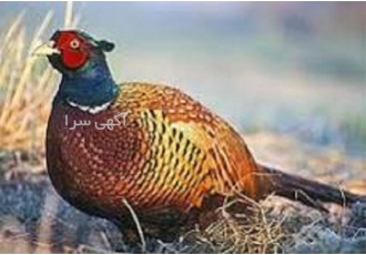 دوره آموزشی پرورش طیور با مدرک در تهران آموزش تخصصی دوره های طیور تدریس