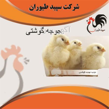 کلینیک دامپزشکی دکتر پلاس