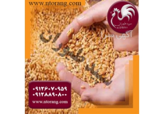 فروش دان مرغ دان مرغ درجه یک طیور در تهران فروش دان مرغ دان مرغ درجه