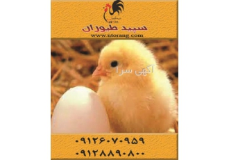 فروش جوجه مرغ گوشتی و جوجه گوشتی راس و پلاس