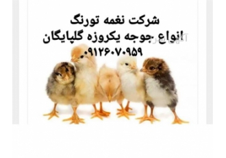 قیمت جوجه محلی با مشاوره عالی-طیور