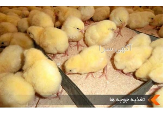 فروش جوجه مرغ رسمی در تهران فروش جوجه مرغ رسمی کیفیت بالا ارسال