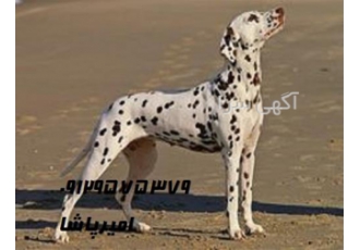 فروش توله دالمیشن توله های بی نظیر دالمیشن در کرج فروش توله دالمیشن