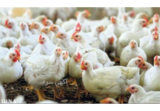 دوره ی آموزش پرورش مرغ گوشتی و تخم گذار