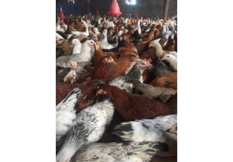 فروش نیمچه مرغ محلی ۴ ماهه اصلاح شده گلپایگان در تهران مرغ تخمگذار محلی