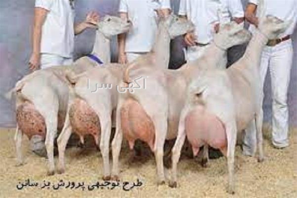 خرید یونجه دام