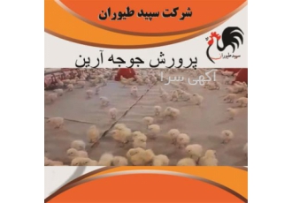 فروش جوجه مرغ گوشتی نژاد دار، طیور