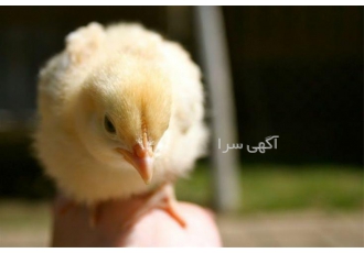 جوجه یک روزه گوشتی راس طیور همراه با مشاوره در تهران جوجه یک روزه