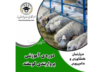 دوره آموزشی پرواربندی و گوسفند داری در اصفهان یکی از شغل های پر سود