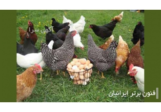 دوره آموزشی پرورش مرغ بومی در اصفهان دوره آموزش پرورش مرغ در موضوعات