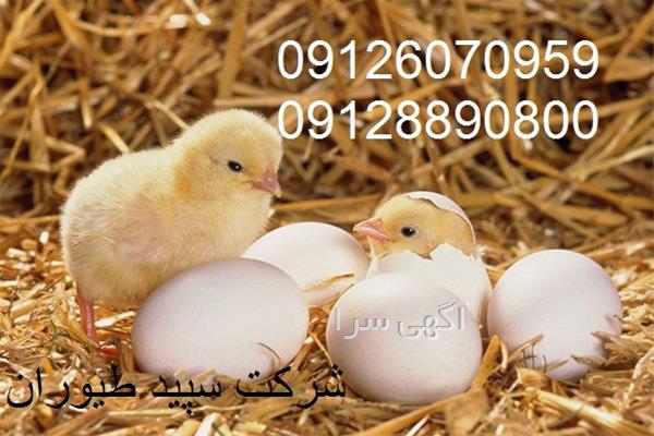 آریا طیور