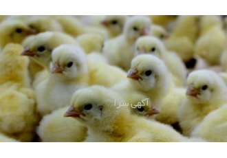 فروش جوجه گوشتی آپلاس و آرین با بهترین قیمت در نور در مجموعه نور ماکیان