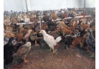 فروش جوجه ۴ ماهه محلی طیور در تهران پرورش جوجه 4 ماهه پرورش جوجه محلی