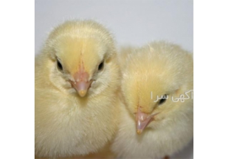 آموزش پرورش مرغ بومی ، پرورش مرغ گوشتی محلی - طیور