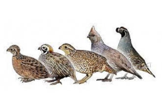 دره آموزش پرورش بلدرچین دره آموزش پرورش بلدرچین