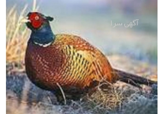 برگزاری کلاس آموزش پرورش قرقاول