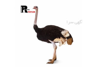 خرید و فروش تخم نطفه دار شترمرغ با تضمین تعویض