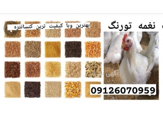 قیمت و فروش دان مرغ در تهران قیمت و فروش دان مرغ خوراک برای مرغ