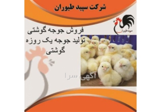 فروش جوجه مرغ گوشتی راس در تهران فروش جوجه مرغ گوشتی طیور فروش جوجه