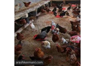 پرورش مرغ زینتی در تهران آموزش کلیه مطالب مربوطه توسط استادان با سابقه