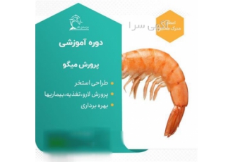 دوره آموزشی آفلاین پرورش میگو در تهران آموزش کامل برای افرادی که قصد