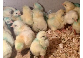 قیمت دان مرغ در تهران فروش دان تخصصی مرغ تخم گذار با بالاترین بازدهی