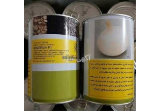 بذر پیاز مینروا ( f۱) در بندرعباس شهرستان بندرعباس در استان هرمزگان یکی