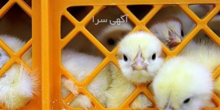 آگهی های کشاورزی و دامداری - سنندج