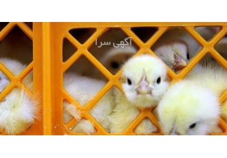 جوجه‌های گوشتی یک روزه با کیفیت عالی