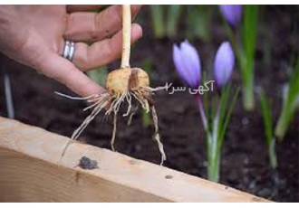 آموزش پرورش زعفران گلخانه ای و فضای باز در 1 روز