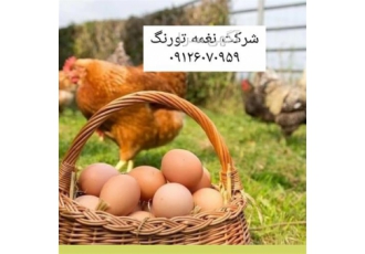 پرورش و قیمت مرغ بومی تخم گذار در تهران پرورش مرغ بومی تخمگذار نعمه