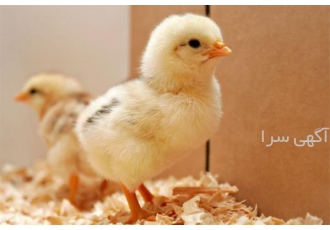 فروش جوجه گوشتی در اصفهان فروش جوجه گوشتی در سراسر جهان یکی از بهترین