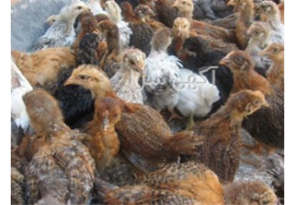 قیمت جوجه محلی فروش جوجه مرغ گوشتی طیور در تهران قیمت جوجه محلی