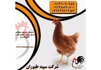 فروش مرغ محلی گلپایگان در سنین مختلف با کیفیت بالا در تهران فروش مرغ