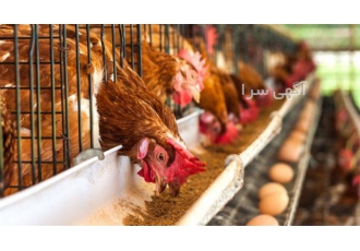 صفر تا صد دوره آموزشی پرورش مرغ تخم گذار با تخفیف