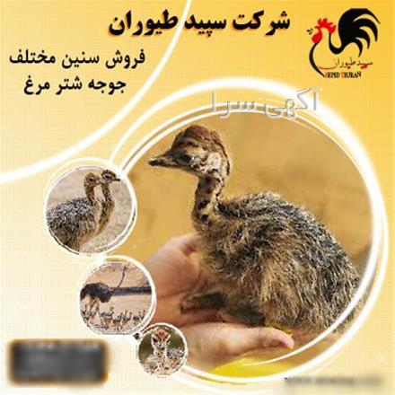 آگهی های کشاورزی و دامداری - کشاورز