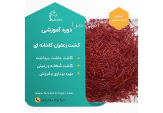 پرورش و تکثیر زعفران ایروپونیک بدون خاک در گلخانه