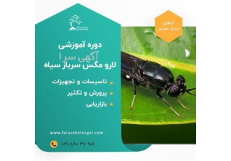 دوره آموزشی پرورش لارو سیاه مگس سرباز دوره آموزشی پرورش لارو سیاه مگس سرباز