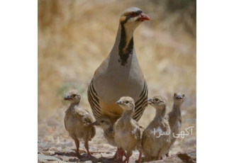صفر تا صد دوره آموزشی پرورش کبک جامه و کامل