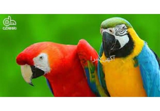 آموزش پرورش پرنده زینتی همراه با اعطای مدرک معتبر