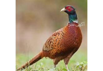 آموزش حرفه ای پرورش طیور