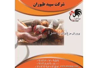 مرغ بومی فروش مرغ بومی درجه ۱ طیور در تهران مرغ بومی فروش مرغ بومی